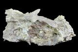 Ichthyodectes (Monster Fish) Skull Section - Kansas #93757-1
